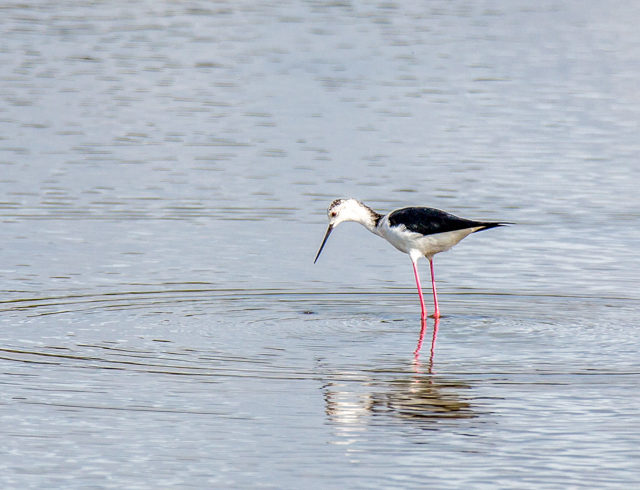 oiseau dans l eau