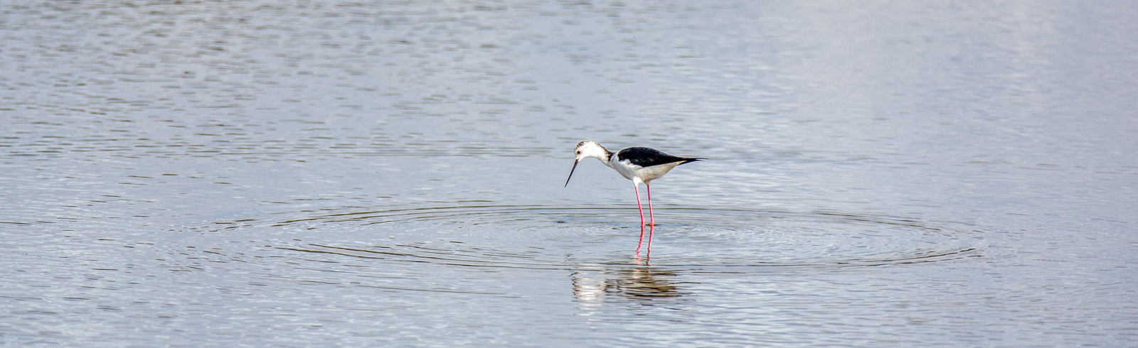 oiseau dans l eau